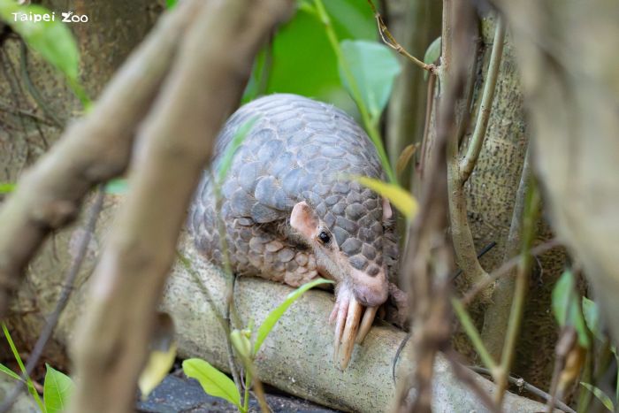 2月21日世界穿山甲日相約動物園：一起陪牠走回山林——「Save the Pangolin 返家之路」救傷與野放分享會
